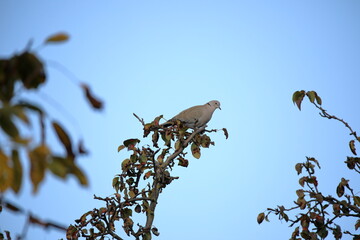 A common dove sits on an autumn tree branch against a background of a blue morning sky