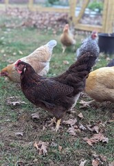 Brown chicken in a field