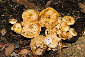 木の根っこに密生する黄土色のナラタケ属キノコ（自然光+ストロボ・マクロ接写）