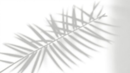 Shadow of palm leaf creating a beautiful silhouette on a clean white background, monochrome, design, blank