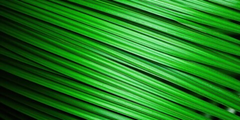 Close up shot of vibrant green palm leaf, showcasing its natural texture and tropical appeal, plant