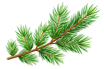 Branch of a pine tree vector illustration 