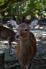 Close-up of a deer in Nara Park