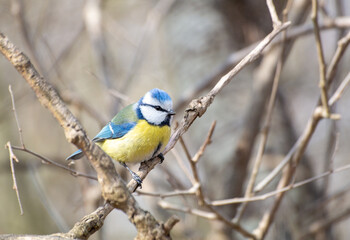 blue tit bird sitting on a branch
