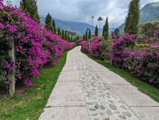 beautiful pathway with purple flowers 
