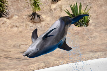 delfin beim rückwärtssprung