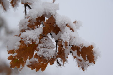 eichenblätter mit schnee bedeckt