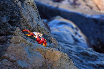 rote felsenkrabbe auf lavagestein