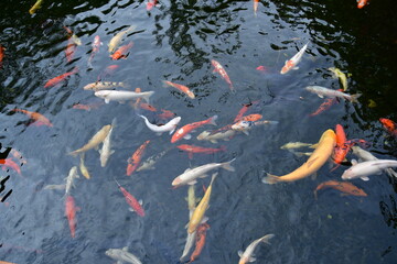 teich mit vielen kois