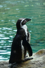 brillenpinguin