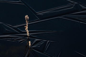 Frost flowers and ice geometry. First frost and first ice on the lake, stems and buds covered with needle-like flowers of hoarfrost