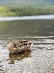 Pacific black duck swimming on the lake 