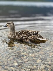 Pacific black duck swimming on the lake 