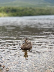 Pacific black duck swimming on the lake 
