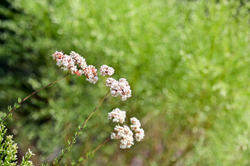 Close Up Photo Of California Native Plants And Weeds