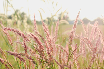 Fototapeta premium view of tall grass with pinkish-purple feathery plumes, likely a type of ornamental grass,backlit by the sun.The sunlight creates a warm, golden glow,illuminating the grass and creating a soft