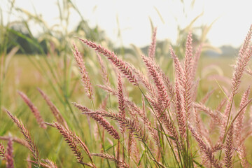 view of tall grass with pinkish-purple feathery plumes, likely a type of ornamental grass,backlit by the sun.The sunlight creates a warm, golden glow,illuminating the grass and creating a soft