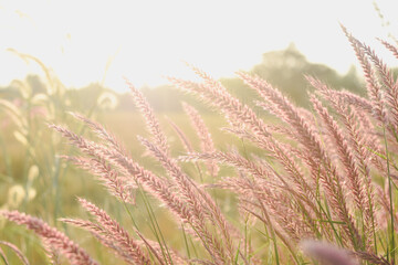 view of tall grass with pinkish-purple feathery plumes, likely a type of ornamental grass,backlit by the sun.The sunlight creates a warm, golden glow,illuminating the grass and creating a soft