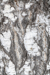 Black-white striped and cracked natural texture of Russian birch bark. Birch bark background