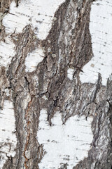 Black-white striped and cracked natural texture of Russian birch bark. Birch bark background