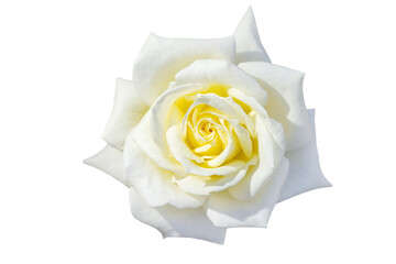 white rose or rosehip on a stem isolated on a white background
