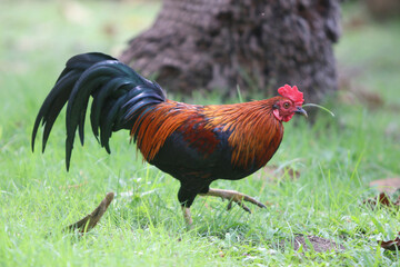 Chicken walking in the farm