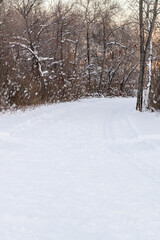 Trees and park during Winter season