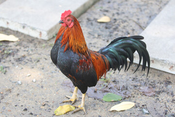 Chicken walking in the farm