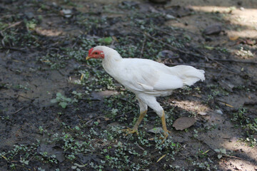 Chicken walking in the farm