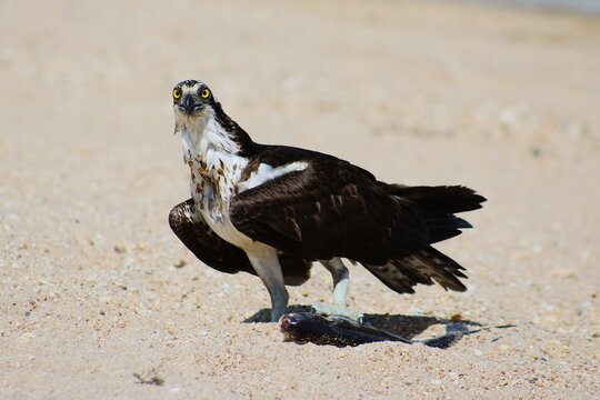 osprey with striking yellow eyes gazing at camera