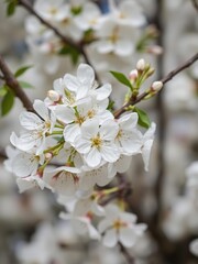 Fototapeta premium White cherry blossom flowers blooming on the branch of a tree in spring, nature, white, garden