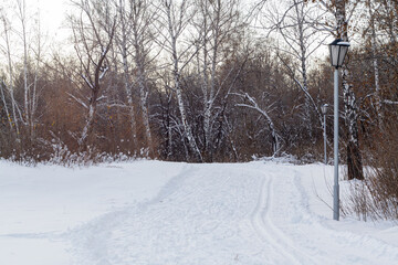 Trees and park during Winter season