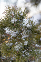 Obraz premium Nature Winter background with snowy pine tree branches, shallow DOF. close up. Beauty in nature. Winter nature Wallpaper, poster