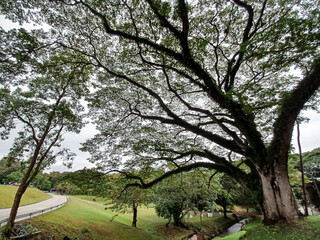 ฺBig trees in forest National park Chiang Mai Thailand.