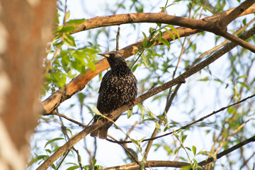 starling bird on a branch
