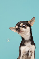 Funny chihuahua dog portrait on a sky blue background with soap bubbles