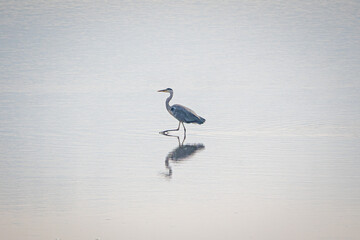 great blue heron
