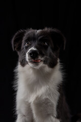  Portrait of a black and white border collie puppy
