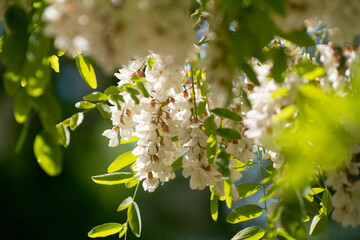 blossoming tree in spring