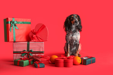 Cute cocker spaniel with Christmas gifts and oranges on red background