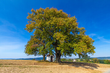 Kapliczka przy lipie w Przydonicy. © Jacek