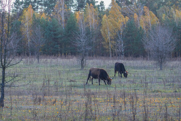 cows in autumn forest