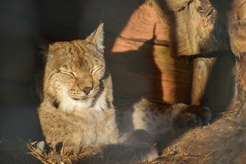 lynx on the rock