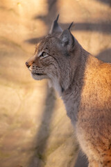 Obraz premium lynx in the zoo