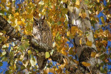 great horned owl sitting on branch