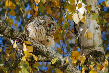 owl on a branch