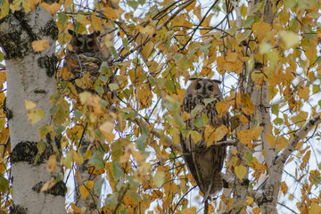 owls on tree