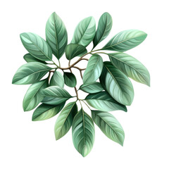 Fototapeta premium A lush green plant with vibrant leaves, showcasing nature's beauty and freshness, perfect for enhancing any interior or nature-themed project.