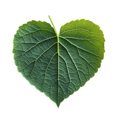 Obraz premium A vibrant green heart-shaped leaf with intricate veins, symbolizing nature's beauty and the importance of environmental conservation.