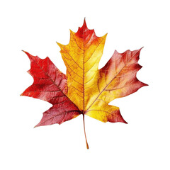 Obraz premium A vibrant maple leaf showcases autumn's colors with hues of red, orange, and yellow, symbolizing seasonal change and nature's beauty.